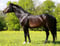Horse ad