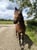 Annuncio cavallo
