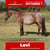 Paardadvertentie