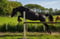 Annuncio cavallo