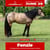 Annuncio cavallo