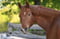 Annuncio cavallo