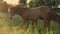 Annuncio cavallo