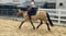 Annuncio cavallo