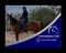 Annuncio cavallo