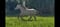 Horse ad