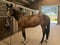Horse ad