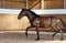 Horse ad