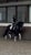 Horse ad