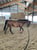 Annuncio cavallo