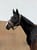 Horse ad