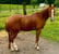 Annuncio cavallo