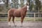 Horse ad