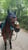 Paardadvertentie