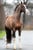 Annonce cheval