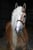 Annonce cheval