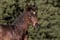 Annuncio cavallo