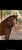 Horse ad