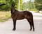 Annuncio cavallo