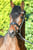Horse ad