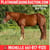 Horse ad