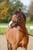 Horse ad