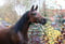 Horse ad