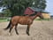 Annuncio cavallo