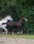 Annuncio cavallo