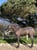 Horse ad