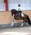 Annuncio cavallo