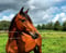 Annuncio cavallo