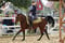 Annuncio cavallo