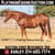 Horse ad