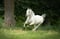 Horse ad