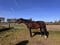 Horse ad