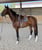 Annuncio cavallo