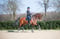 Annuncio cavallo