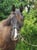 Annuncio cavallo