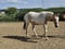 Horse ad