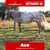 Annuncio cavallo