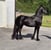 Horse ad