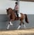Horse ad
