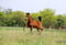 Annuncio cavallo