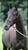 Horse ad