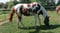 Horse ad