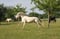Annuncio cavallo