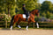 Annonce cheval