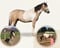Horse ad