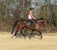 Annonce cheval